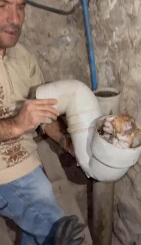 Tuvaletten gelen sesle şaşkına döndüler Yavru kedi böyle kurtarıldı