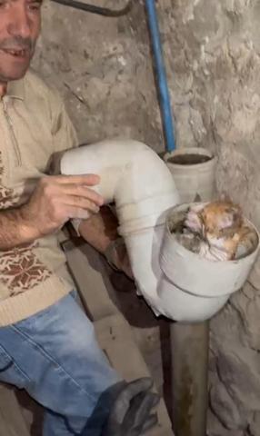 Tuvaletten gelen sesle şaşkına döndüler Yavru kedi böyle kurtarıldı