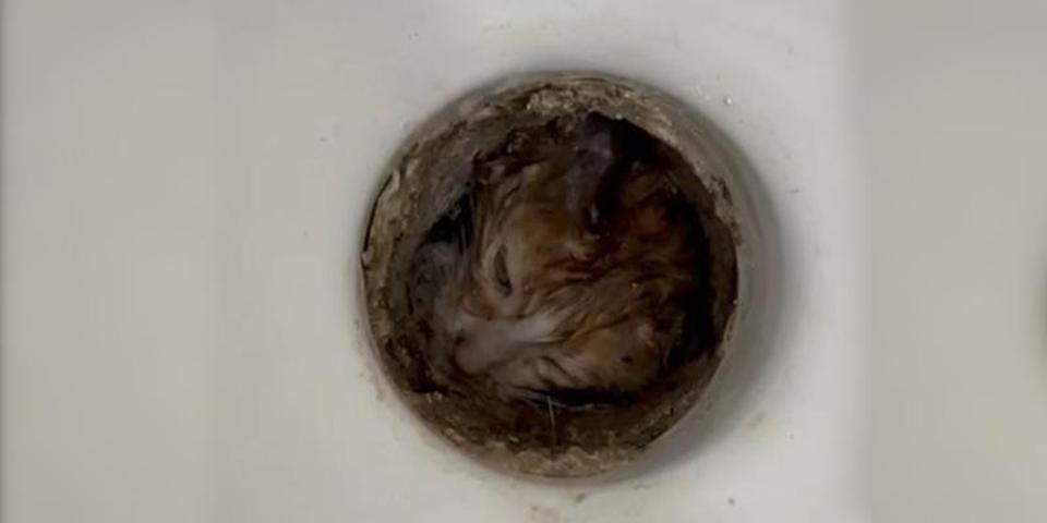 Tuvaletten gelen sesle şaşkına döndüler Yavru kedi böyle kurtarıldı