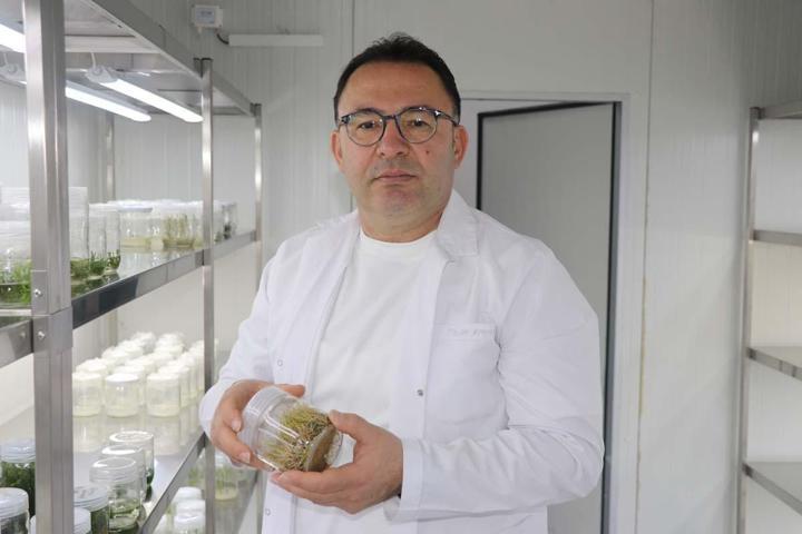 Uzmanı uyardı: Şifa kaynağı meyan kökü, fazla tüketildiğinde sağlığa zarar verebilir