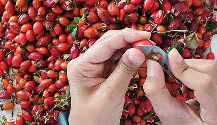 100 Gramında 1 Portakala Eşdeğer C Vitamini Var Soğuk Algınlığı ve Gribe Birebir... Doğada Kendiliğinden Yetişiyor
