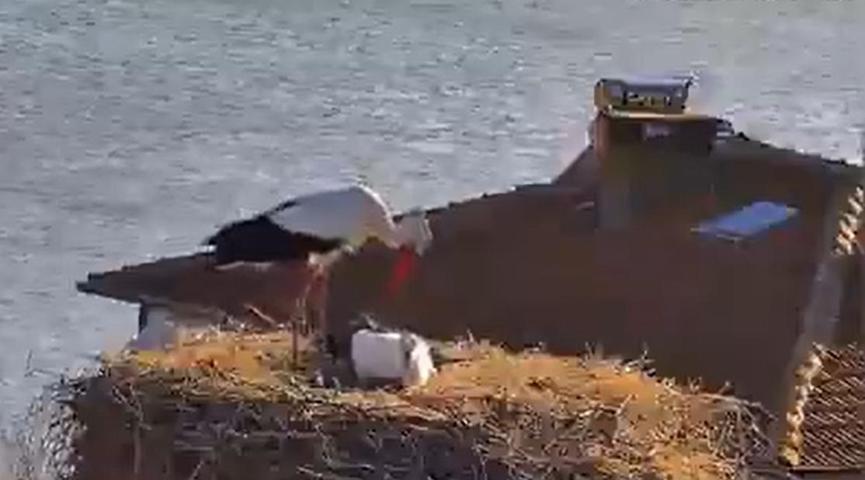 Soğuk ve rüzgar engelini aştı... Yaren Leylek, eşi Nazlı ile de buluştu