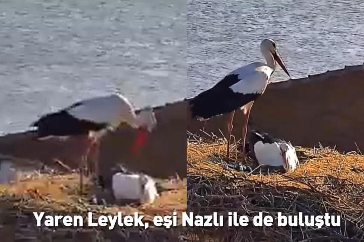 Soğuk ve rüzgar engelini aştı... Yaren Leylek, eşi Nazlı ile de buluştu