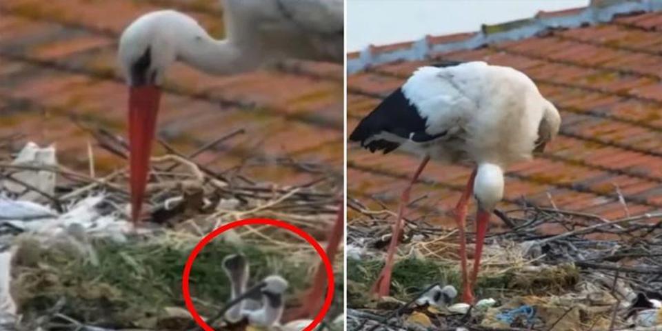Adem amca ile hikayesi dünyaya mal olmuştu... Yaren Leylek baba oldu