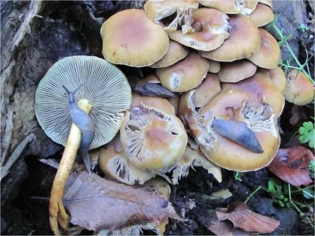 ÖLÜM MELEĞİNE DİKKAT Uzmanların En Çok Uyardığı, En Tehlikeli Türlerden Biri... Karaciğeri Yavaş Yavaş Çökertiyor