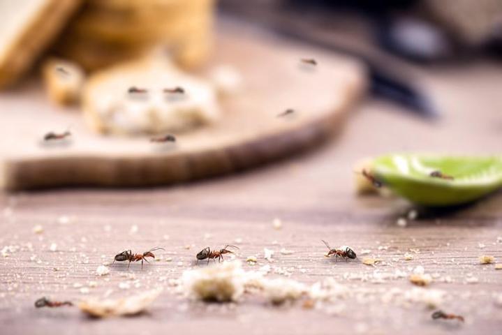 Michelin yıldızlı restoranda ‘karıncalı tatlı’: 1 yıl hapis cezası talep edildi