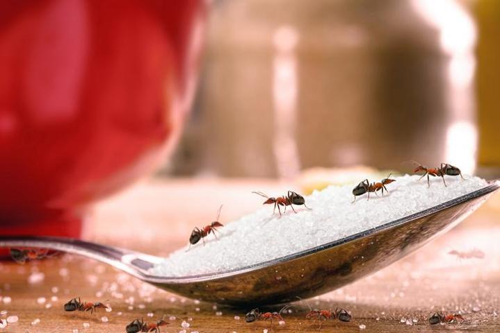 Michelin yıldızlı restoranda ‘karıncalı tatlı’: 1 yıl hapis cezası talep edildi