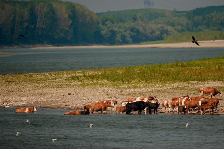 ÇÖL DEĞİL, NEHİR Avrupanın can damarı bu hale geldi: Tabanı yürüyüş yoluna dönüştü...