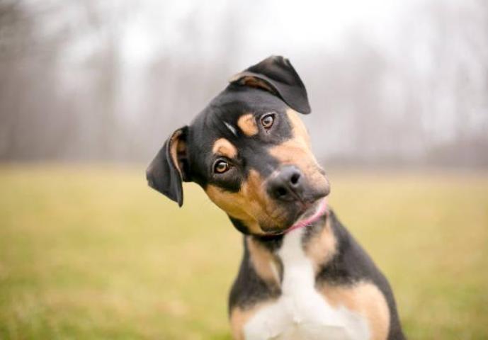 Tam Güneş Tutulmasında Hayvanlar Nasıl Davranıyor Kuşlar Susuyor, Köpekler Huzursuzlaşabiliyor