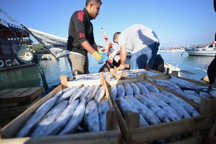 Tezgahlarda palamut şöleni: Balık fiyatları ne olacak