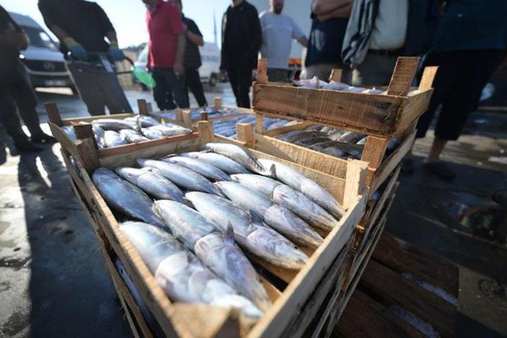 Tezgahlarda palamut şöleni: Balık fiyatları ne olacak