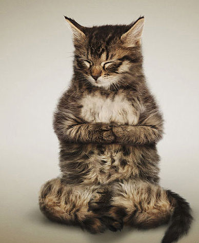 Yoga yapan kediler, köpekler