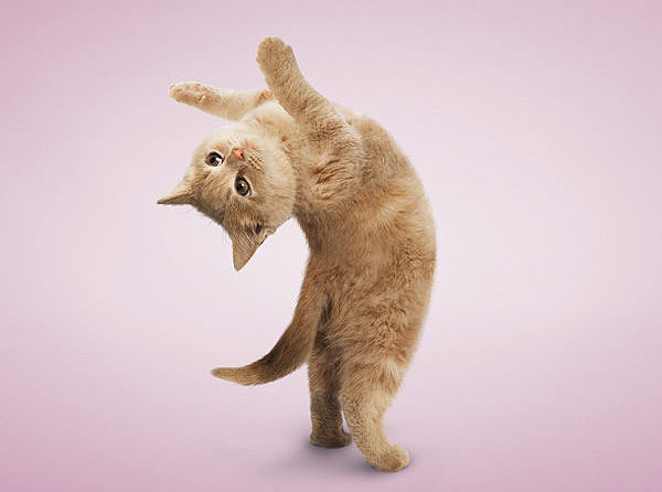 Yoga yapan kediler, köpekler