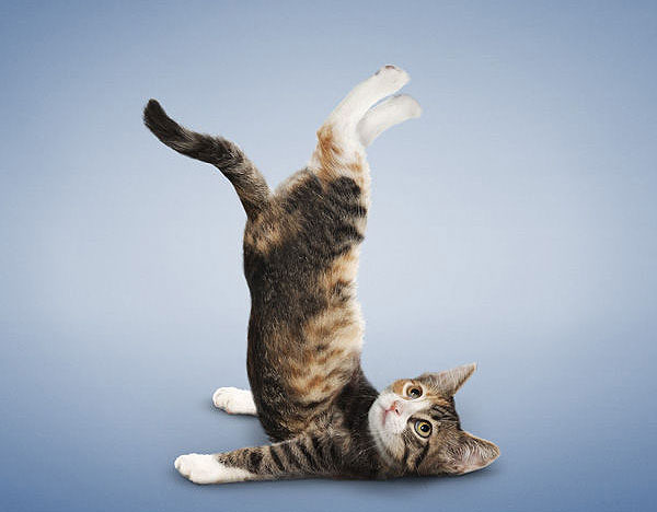Yoga yapan kediler, köpekler