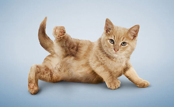 Yoga yapan kediler, köpekler