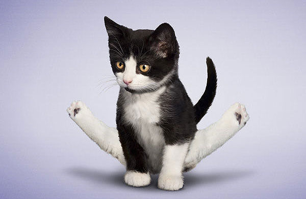 Yoga yapan kediler, köpekler