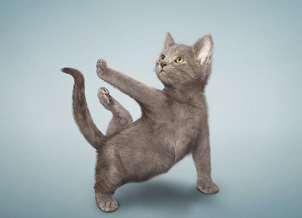 Yoga yapan kediler, köpekler