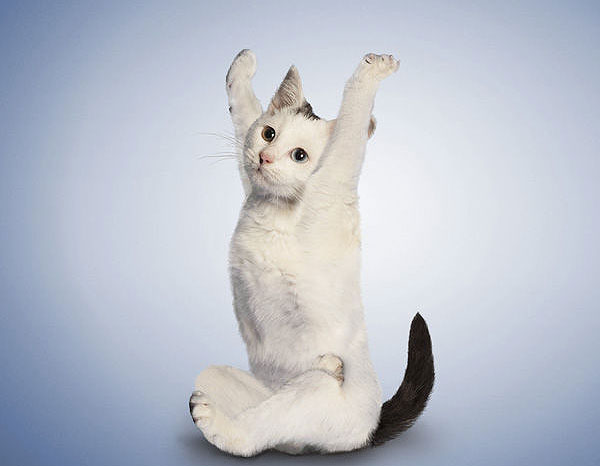 Yoga yapan kediler, köpekler