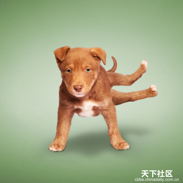 Yoga yapan kediler, köpekler