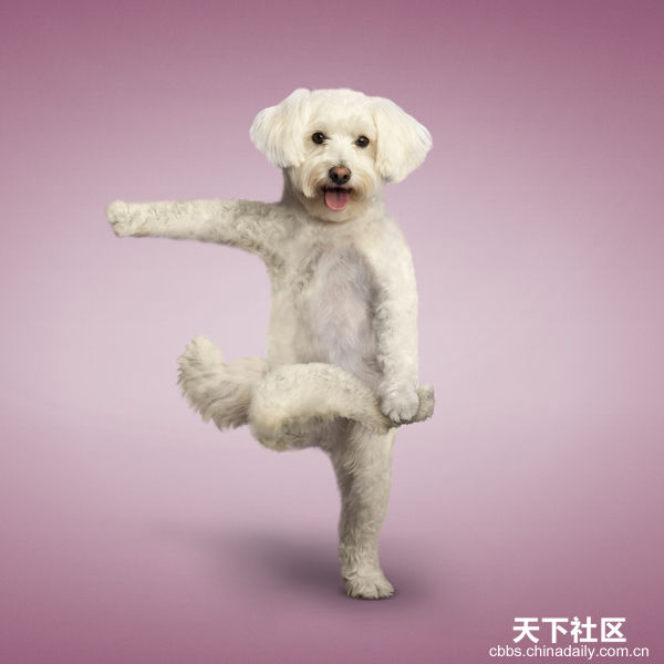 Yoga yapan kediler, köpekler