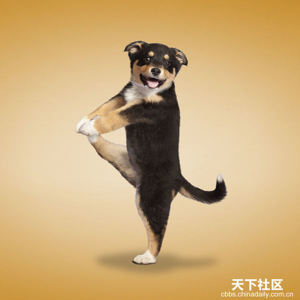 Yoga yapan kediler, köpekler