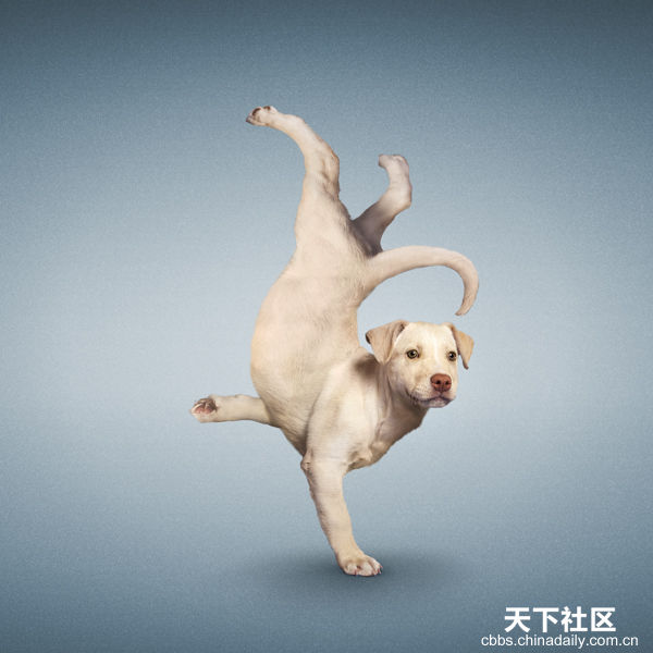 Yoga yapan kediler, köpekler