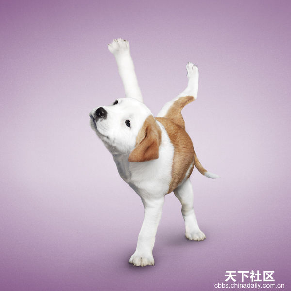 Yoga yapan kediler, köpekler