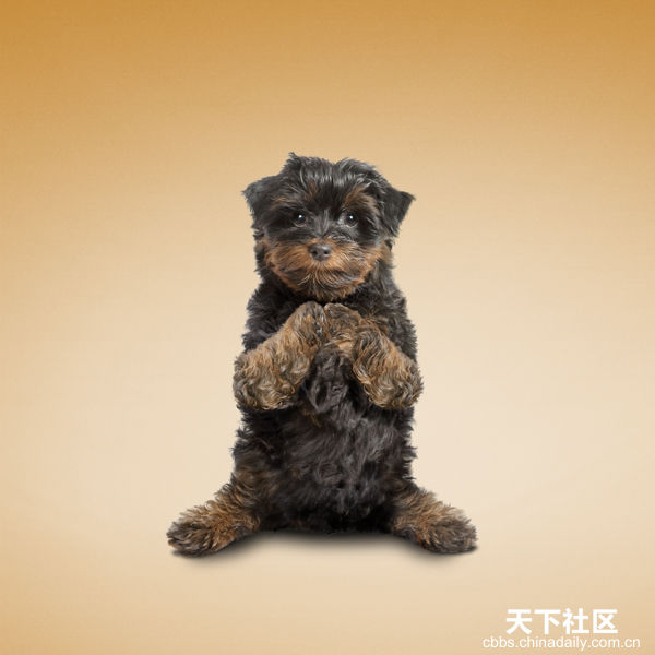 Yoga yapan kediler, köpekler