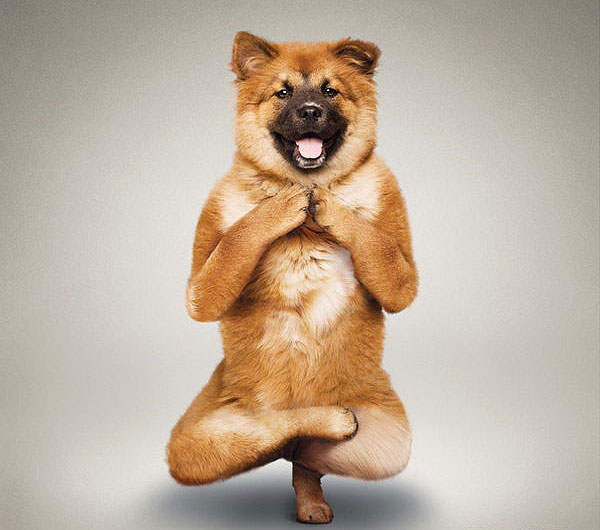 Yoga yapan kediler, köpekler