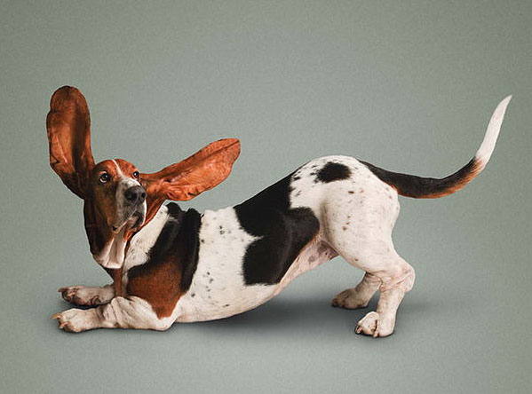 Yoga yapan kediler, köpekler