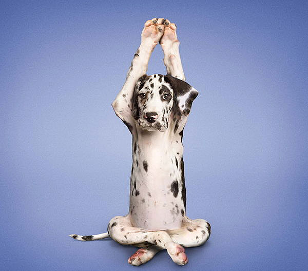 Yoga yapan kediler, köpekler