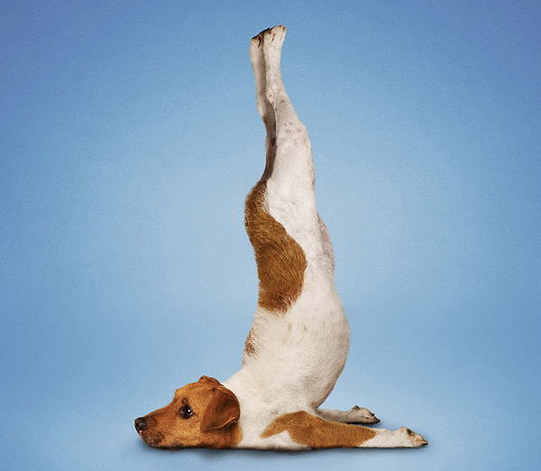 Yoga yapan kediler, köpekler