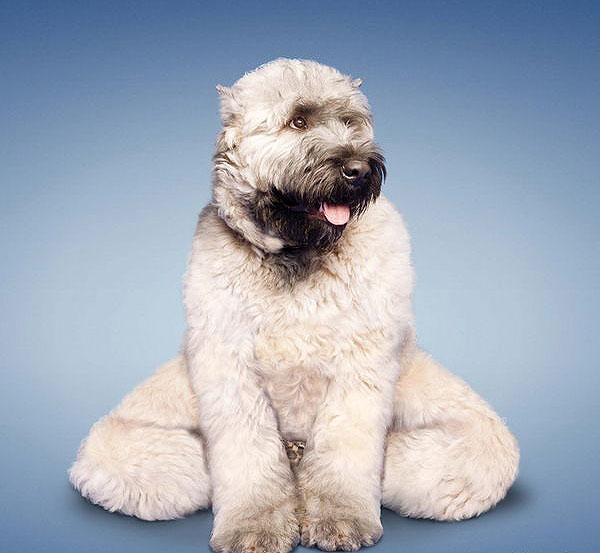 Yoga yapan kediler, köpekler