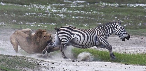 Madagascar animasyon filmi gerçek oldu