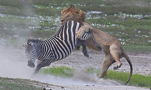 Madagascar animasyon filmi gerçek oldu
