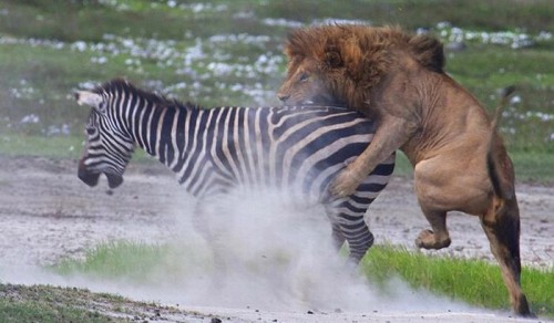 Madagascar animasyon filmi gerçek oldu