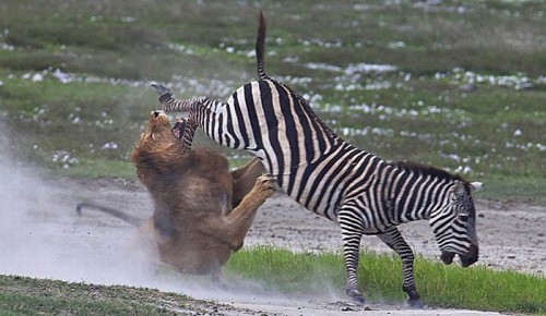 Madagascar animasyon filmi gerçek oldu