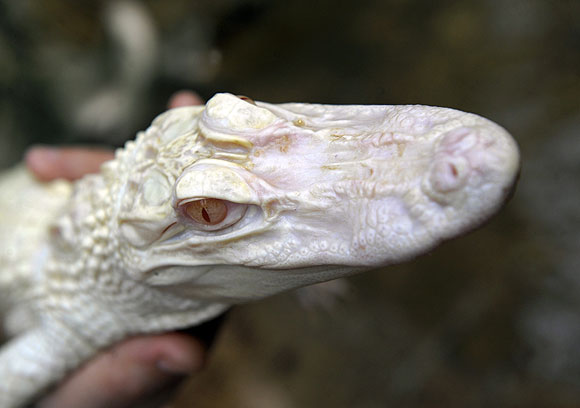 Avrupanın ilk albino timsahları...