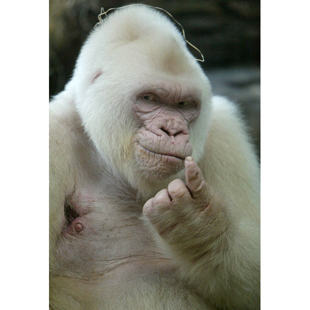 Albino hayvanlar