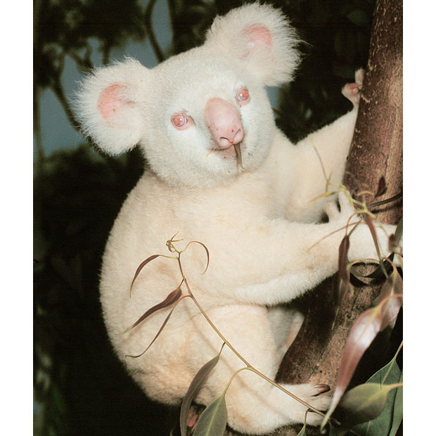 Albino hayvanlar