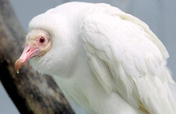 Albino hayvanlar