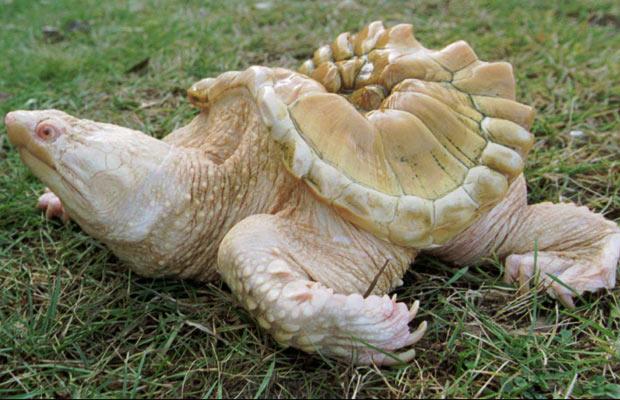 Albino hayvanlar