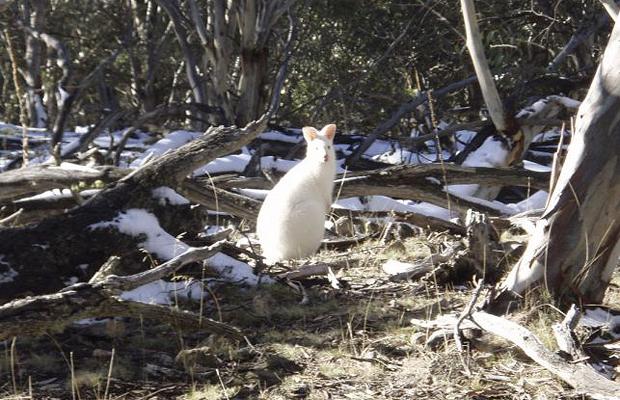 Albino hayvanlar