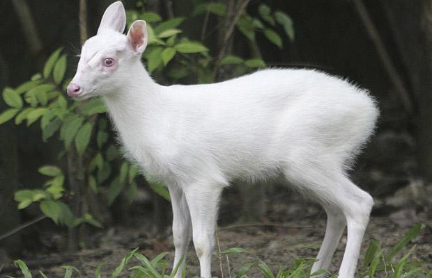 Albino hayvanlar