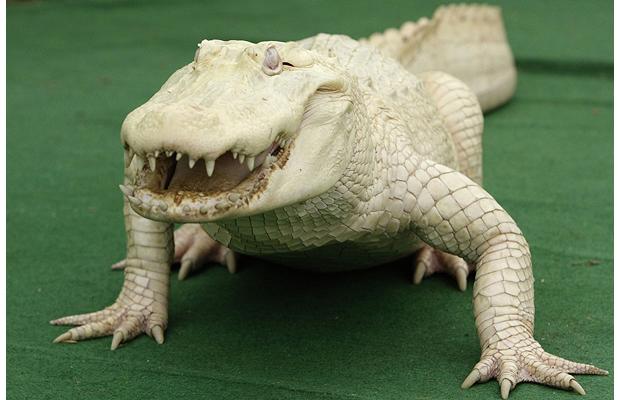 Albino hayvanlar