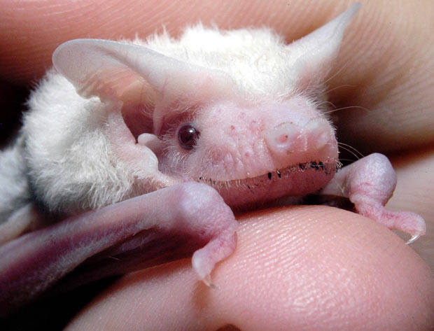 Albino hayvanlar