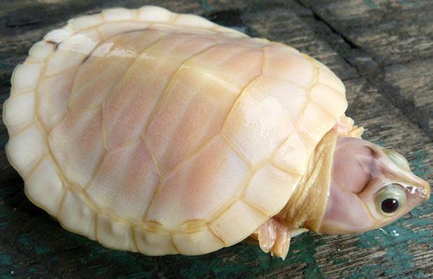Albino hayvanlar