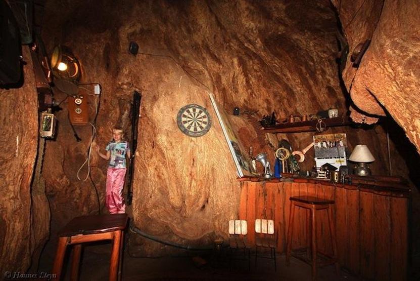 6000 yaşındaki ağaç bar oldu