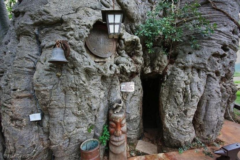 6000 yaşındaki ağaç bar oldu