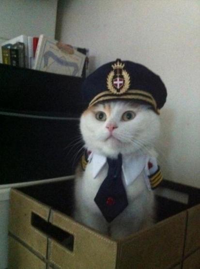 Poz verme üstadı 10 kedi